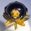 Cryptocephalus sp.